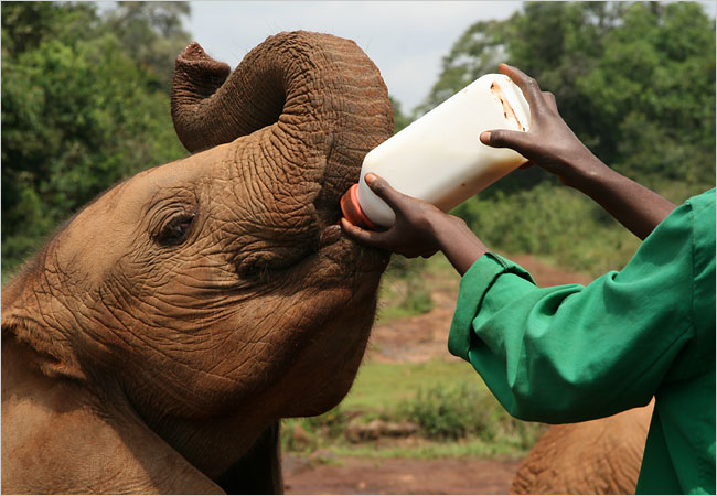 How many places can you see a knee-high baby elephant guzzling milk out of a bottle