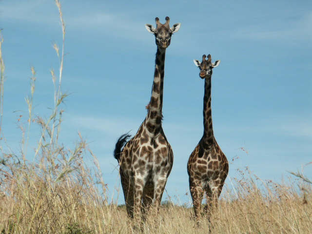 kenya-Giraffe-Maasai-Mara