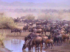 wild beeste migration